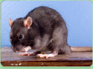 rat control Launceston