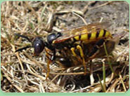 wasp control Launceston