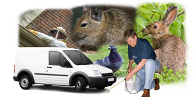 Launceston local van